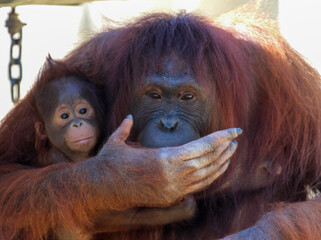 Orangutan Mother and Baby 