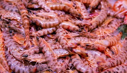 Fresh red king tiger shrimp close up lying on ice on fish market
