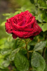 Delicate flower of a summer English red rose in the garden