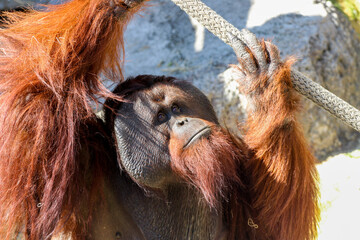 Male Orangutan 