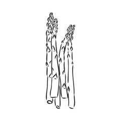 Asparagus cartoon vector asparagus, vector sketch on a white background