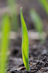 Young sprout of barley sprouted in the soil in the field of agriculture. Photo close up.