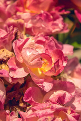 Delicate flower of a summer English tea rose in the garden