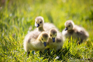 Family of young Canada Goose with newly hatched goslings