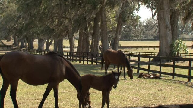 horse farm-sunny-outdoors-mares-and-foals-graze-and-rest-in-pasture-Spanish-moss-trees-fence.