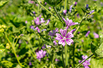 the blooming purple wild flower and bee in the nature
