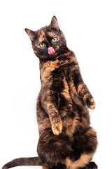 mottled tortoiseshell cat sits comically on its hind legs, raised its front paws and licks its lips.