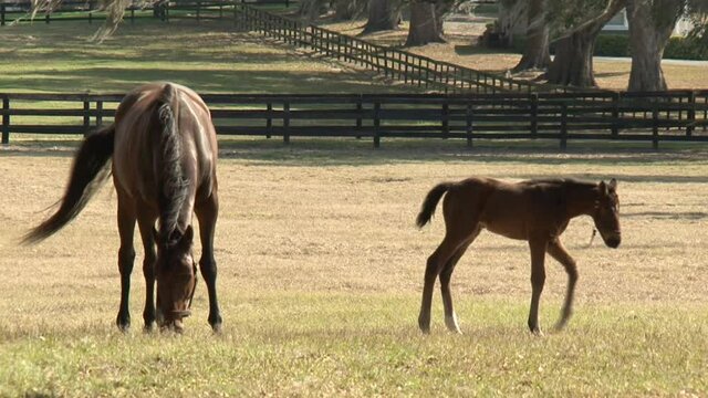 mare-and-foal-feeding-in-pasture-outdoors-sunny-day-farm