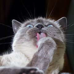 Portrait of a Thai cat, it washes its front paw and sticks out its pink tongue