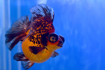 goldfish in black and orange color in aquarium on blue background