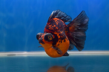 goldfish in black and orange color in aquarium on blue background