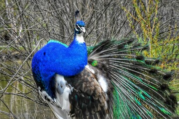peacock with feathers
