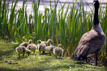 Family of young Canada Goose with newly hatched goslings