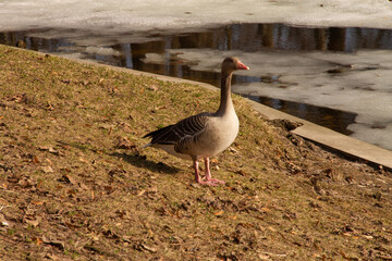 an adult gray goose rests in the park in early spring after a long flight