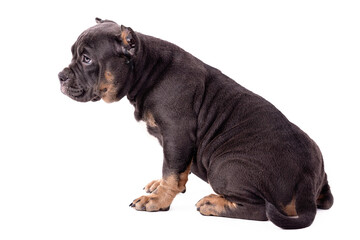 Fototapeta premium A puppy of the American Bully breed of the tricolor color. A newly created companion dog breed in the United States.