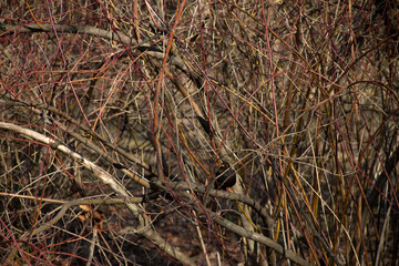 a black bird hides in the branches of a tree