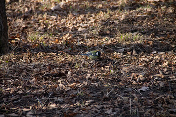 an adult chickadee is looking for food in the early spring in last year's grass in the park