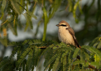 Red-tailed Shrike perched on green, Bahrain