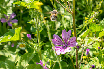 the blooming purple wild flower and bee in the nature