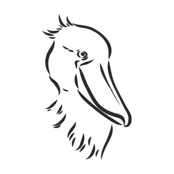 recommend clip art: Hand drawn sketch style shoebill. Vector illustration isolated on white background.