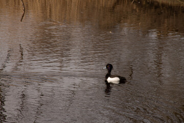 adult crested black duck calmly swims on a sunny day on the pond