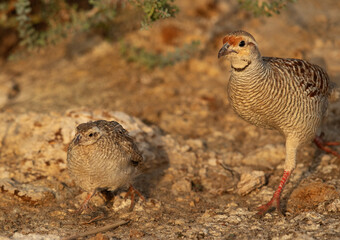 Grey francolin with her chick, Bahrain