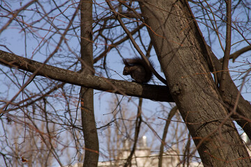 an adult gray squirrel sits on a tree branch in a city park in early spring