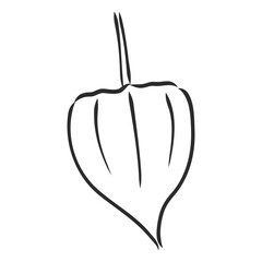 Physalis autotraced vector sketch, greyscale. physalis, vector sketch on a white background