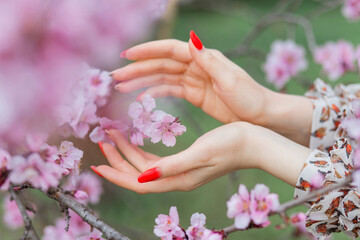 Hand touches a blossoming apple tree branch