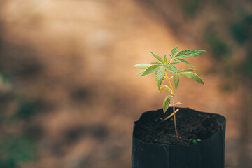 Close up of green marijuana hemp plant for medical science, Concept of herbal alternative medicine, cbd oil and cannabis, pharmaceutical industry