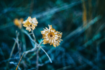 helichrysum flower in nature outdoors