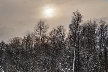Beautiful winter landscape of trees. Winter sunny nature background.