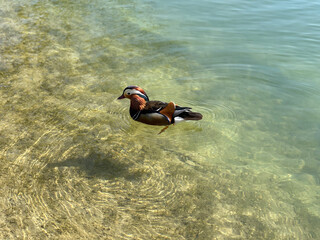 Mandarin duck on the lake