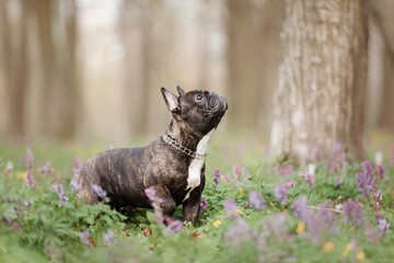 French Bulldog on spring walk. Cute dog in spring