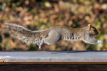 squirrel on the ground
