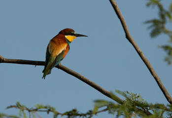 Obraz premium European bee-eater perched on a tree, Bahrain