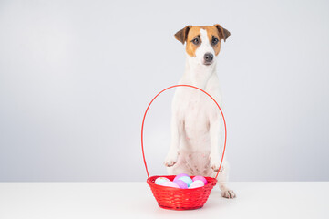 Jack russell terrier dog and a red basket with colorful eggs for easter on a white background