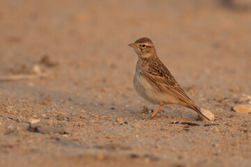 A portrait of a Greater short-toed lark at Hamala, Bahrain