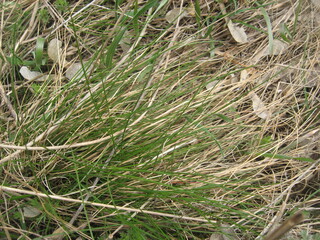 Dry withered and green grass together
