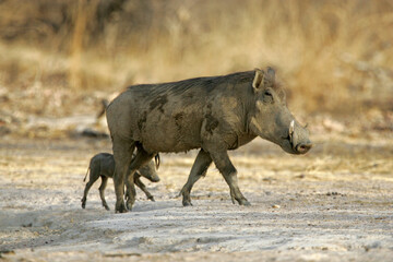 phacochère (phacochoerus aethiopicus)

