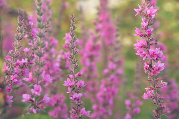 Close up of summer purple wildflowers. Lythrum salicaria or purple loosestrife. Medicinal plant. Nature background