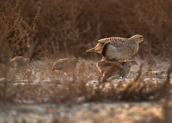 Grey francolins mating at Hamala, Bahrain