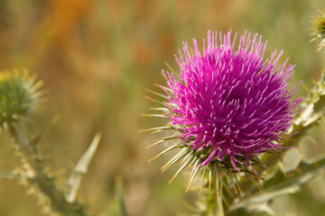 Purple scotch thistle flower