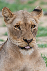 Female Lion seen on a safari in South Africa