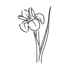 Ink, pencil, the leaves and flowers of apple isolated. Line art transparent background. Hand drawn nature painting. Freehand sketching illustration.