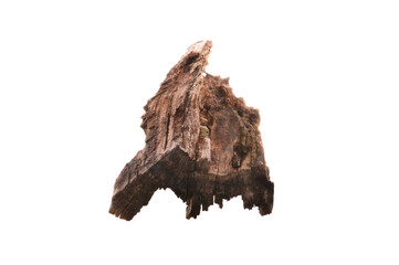 Fototapeta premium rotten tree isolated on white background