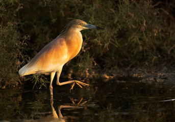 Black-crowned Night heron at Asker marsh, Bahrain