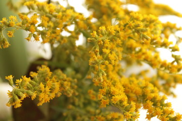A beautiful yellow plant in early spring.