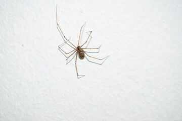 spider on white background