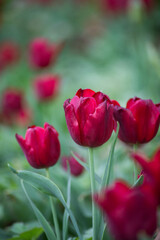 Closeup of red tulips in a public garden